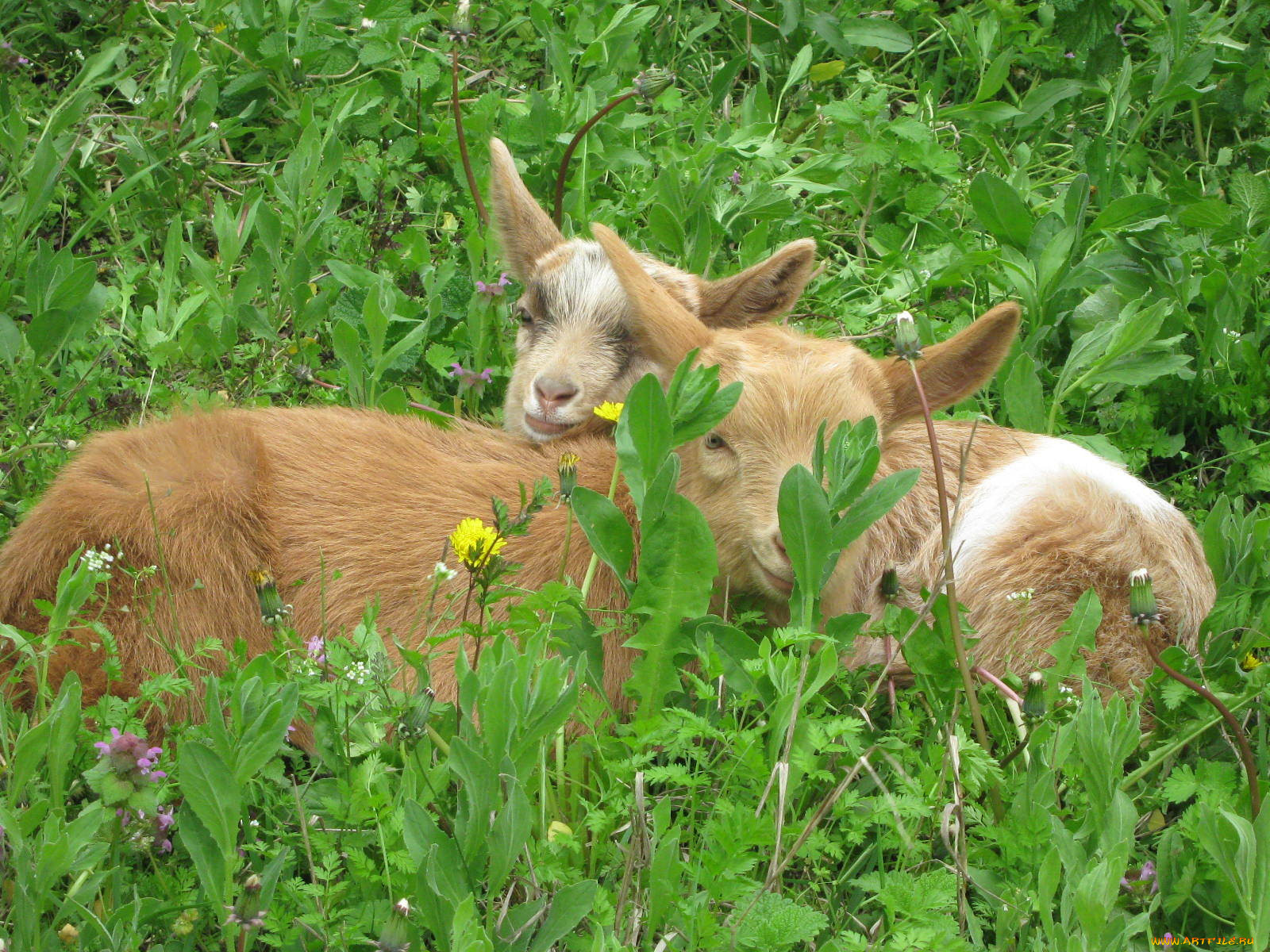 Козья трава фото